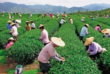 Phí thẩm định kinh doanh lĩnh vực nông nghiệp cao nhất là 18 triệu đồng/lần