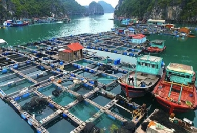 Phí thẩm định kinh doanh có điều kiện thuộc lĩnh vực thủy sản 5,7 triệu đồng/lần