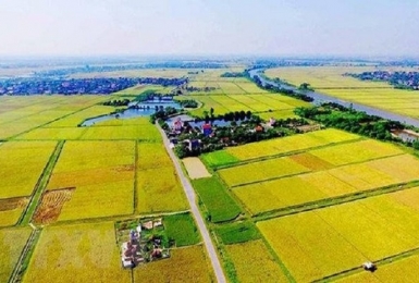 Điều kiện, thủ tục chuyển mục đích sử dụng đất lúa, đất rừng tại 4 tỉnh, thành phố