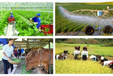 Tiếp tục thực hiện chính sách hỗ trợ bảo hiểm nông nghiệp đến cuối năm 2025