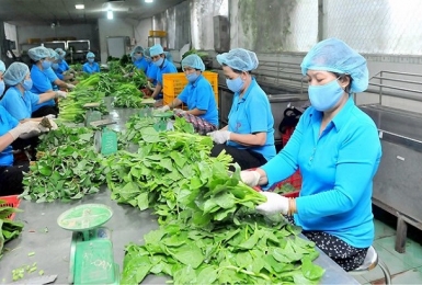 Hướng dẫn mới về xử lý tổn thất tài sản của Quỹ hỗ trợ phát triển hợp tác xã